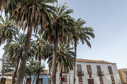 Group of palm trees, with a group of typical houses in the background, Tenerife