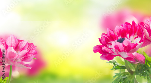 pink anemone flowers on green garden background
