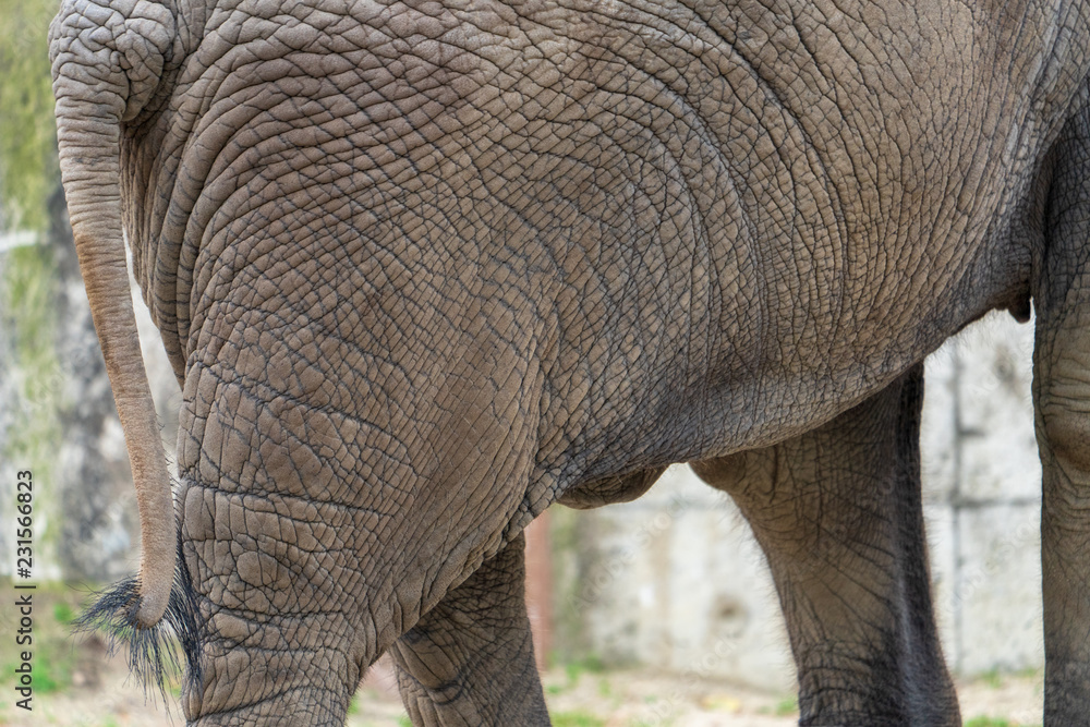 Fototapeta premium Elefant