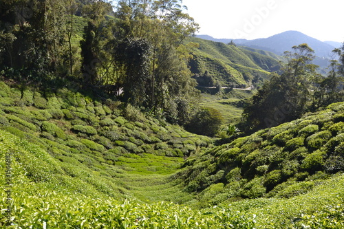 tea plantages photo