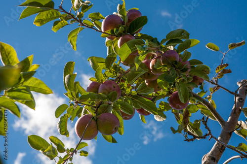 ripe apples on a tree