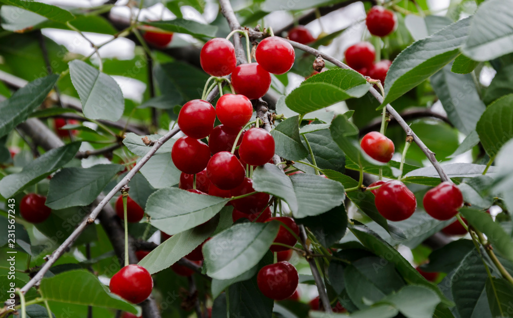 red cherry blossom on a tree, natural food. red cherry blossom on a tree, natural food.