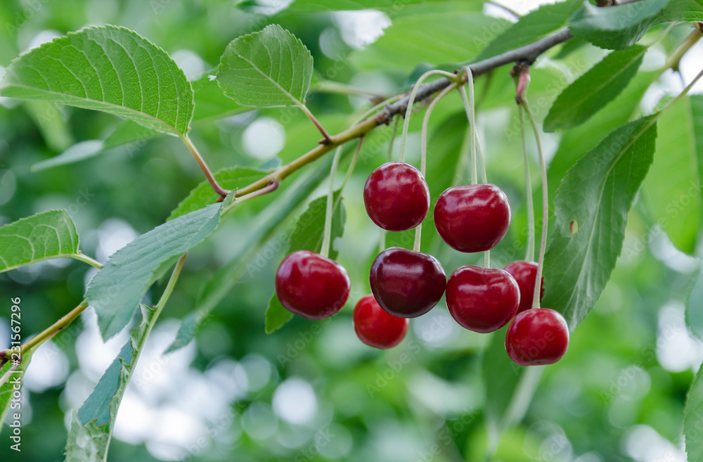 Obraz premium red cherry blossom on a tree, natural food..