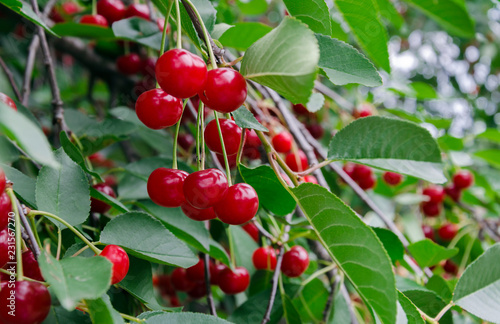 red cherry blossom on a tree, natural food..