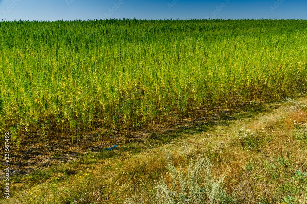 Field of the medical cannabis plant on summer