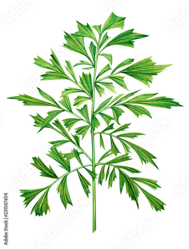 Watercolor painting palm leaf,green,coconut leaves isolated on white background.Watercolor hand drawn illustration tropical exotic leaf for wallpaper vintage Hawaii style pattern.With clipping path.