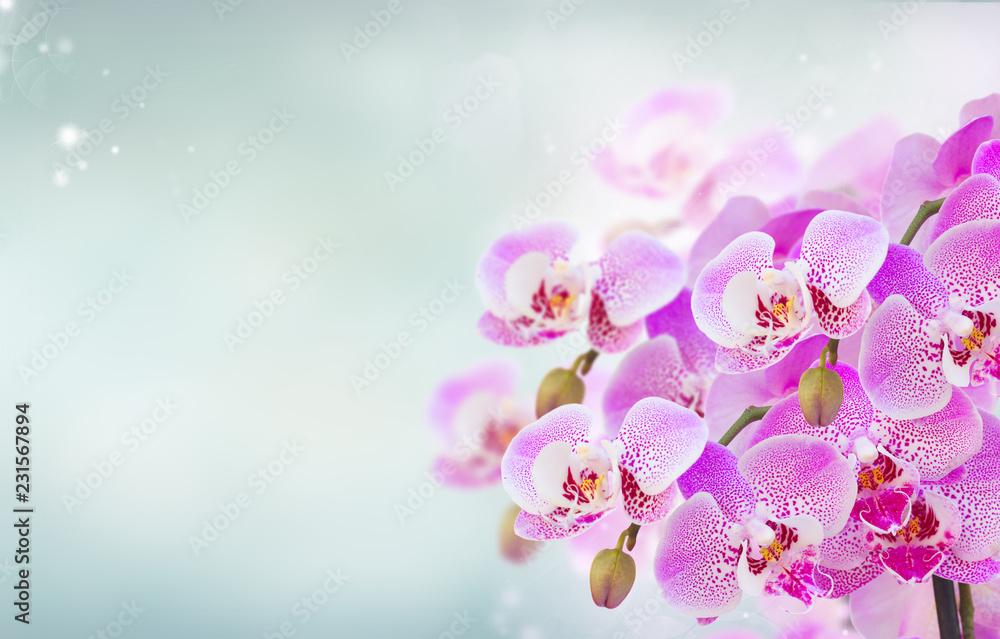 bunch of pink orchid branches on blue bokeh background