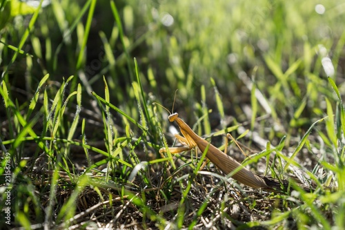 Mantis insect in the grass. Czech Republic