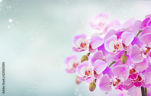 bunch of pink orchid branches on blue bokeh background