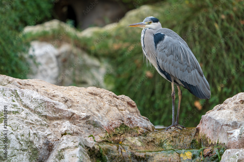 Fototapeta premium Reiher