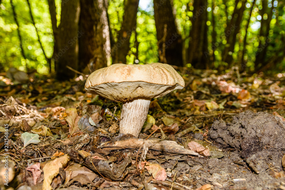 Fototapeta premium White mushroom in the forest on autumn