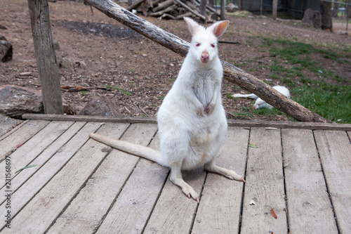 A portrait of a young albino  blue-eyed red-necked wallaby kangaroo (aka  Bennett's wallaby, Macropus rufogriseus) in a park in South Australia