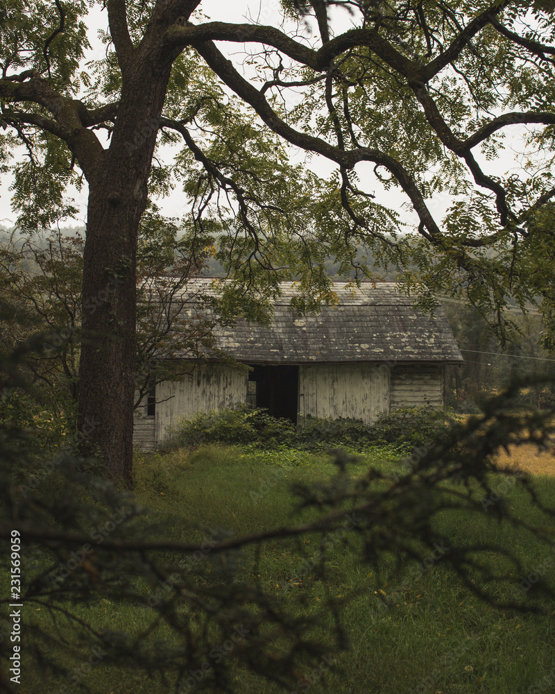 abandoned barn with craggy tree branches