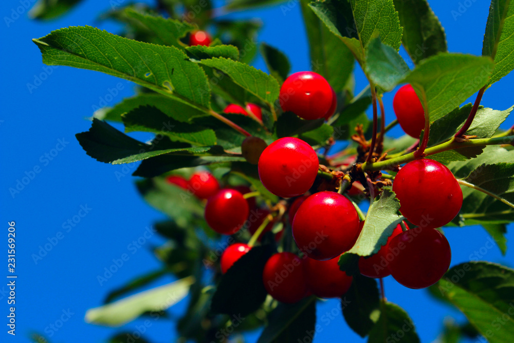 Cropped Shot Of Cherry Branch. Red Cherry Over Blue Sky Background. Colorful Nature Background.Summer Nature Background. Sweet Cherries On A Branch Over Blue Sky Background.
Cropped Shot Of Cherry Branch. Red Cherry Over Blue Sky Background. Colorful Nature Background.Summer Nature Background. Sweet Cherries On A Branch Over Blue Sky Background.