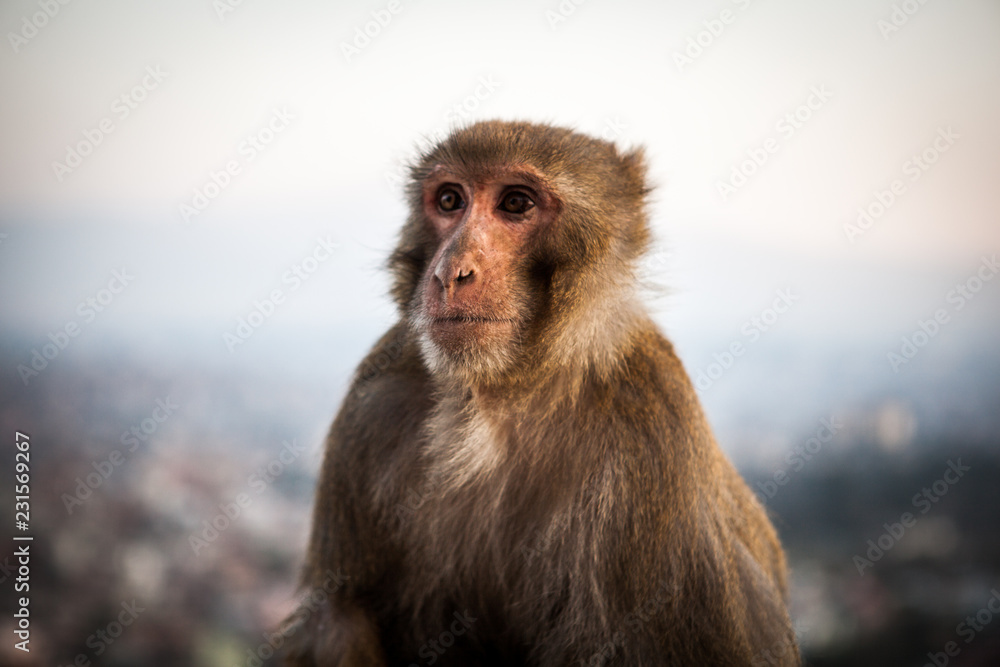 Rhesus Macaque (Macaca mulatta) at Svayambunath Temple, Kathmandu, Nepal. Kathmandu on background