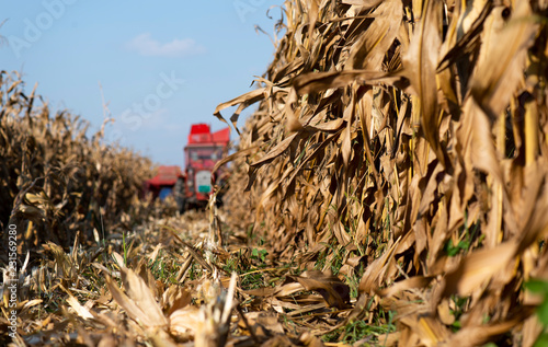 Harvesting of corn