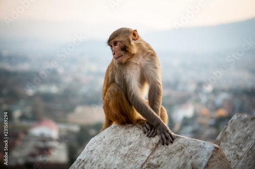 Rhesus Macaque (Macaca mulatta) at Svayambunath Temple, Kathmandu, Nepal. Kathmandu on background © AnyaNewrcha