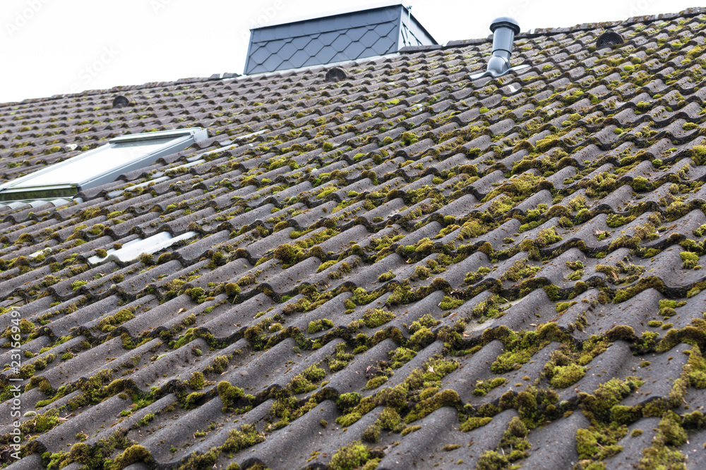 Fototapeta premium Roof tiles covered by moss
