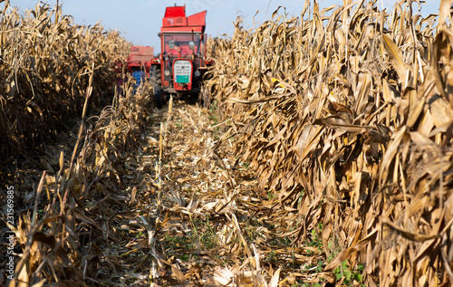 Harvesting of corn photo