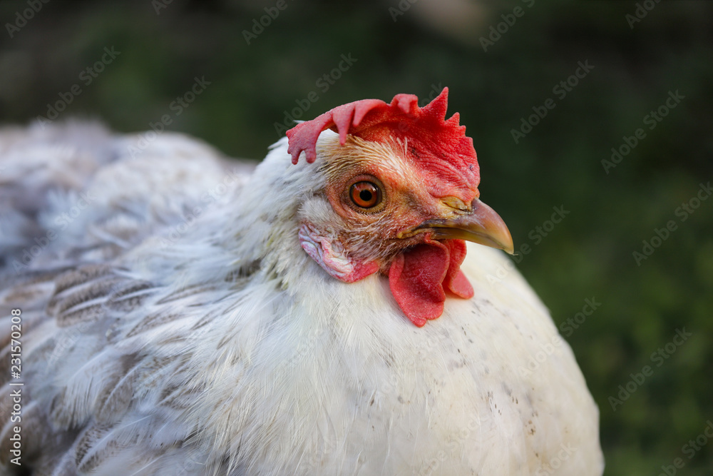Portrait of white-grey hen on the farm