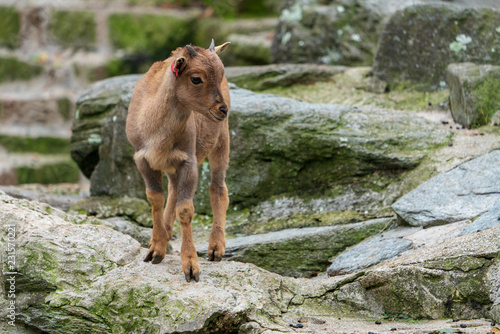 Wallpaper Mural Mähnenspringer Torontodigital.ca