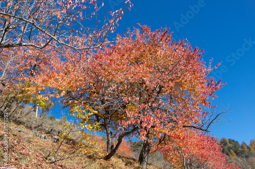 Red and yellow trees on blue sky