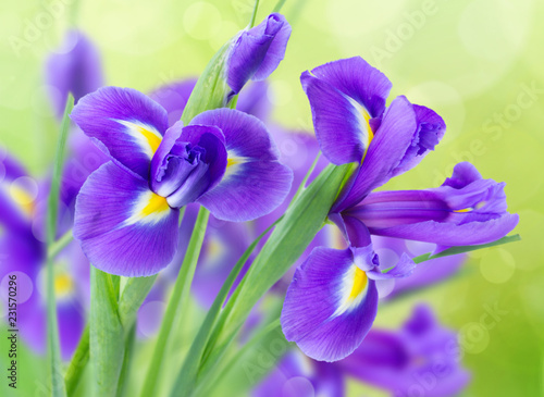 fresh blue irise flowers over green bokeh background close up