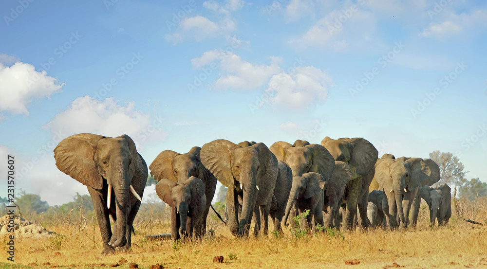 Herd of elephants walking forwards in a line with a cloudy blue sky Herd of elephants walking forwards in a line with a cloudy blue sky