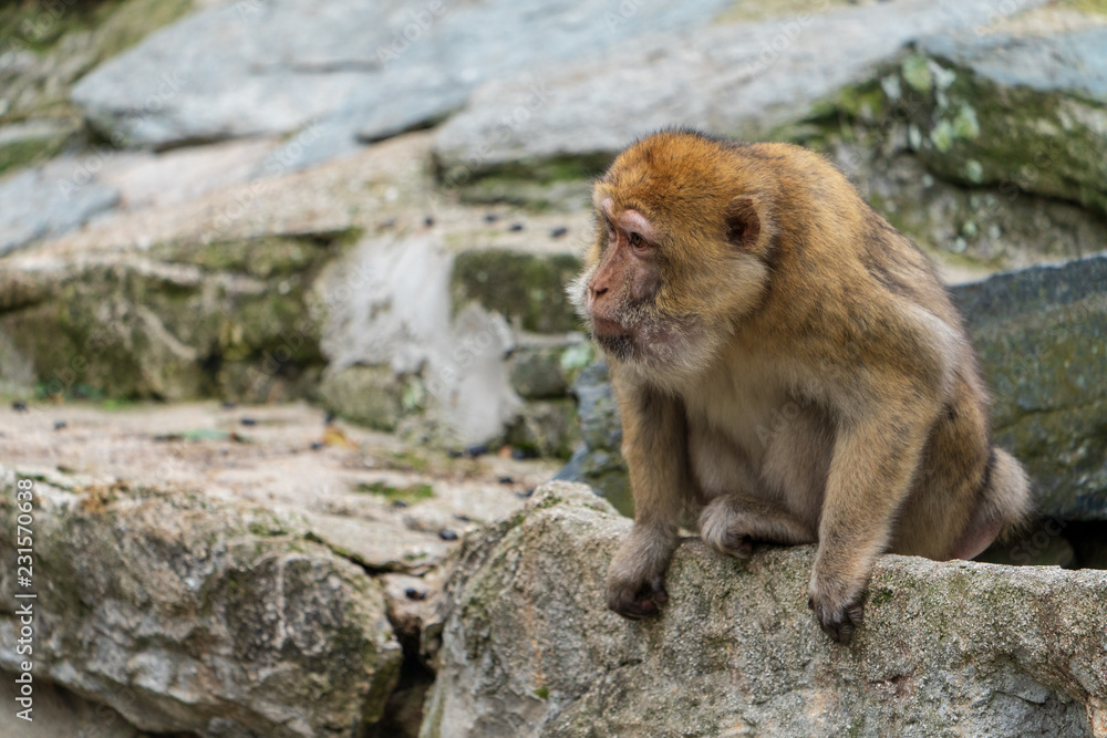 Naklejka premium Affe