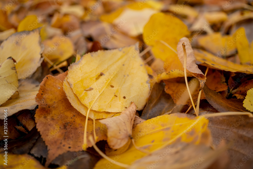 Colorful foliage / leaves on the floor in the autumn