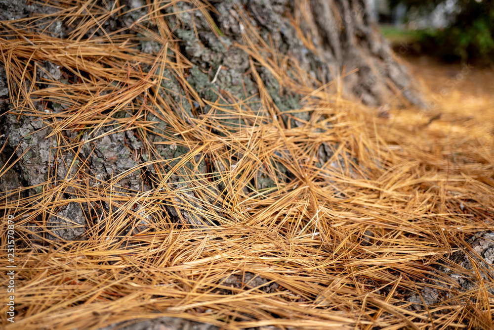 Brown old dry pine needles on the ground next to a tree Brown old dry pine needles on the ground next to a tree