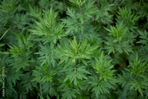 Artemisia vulgaris photo