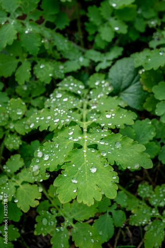 Water drops on a leave reflecting the sun