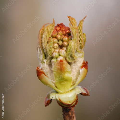 A flower bud macro