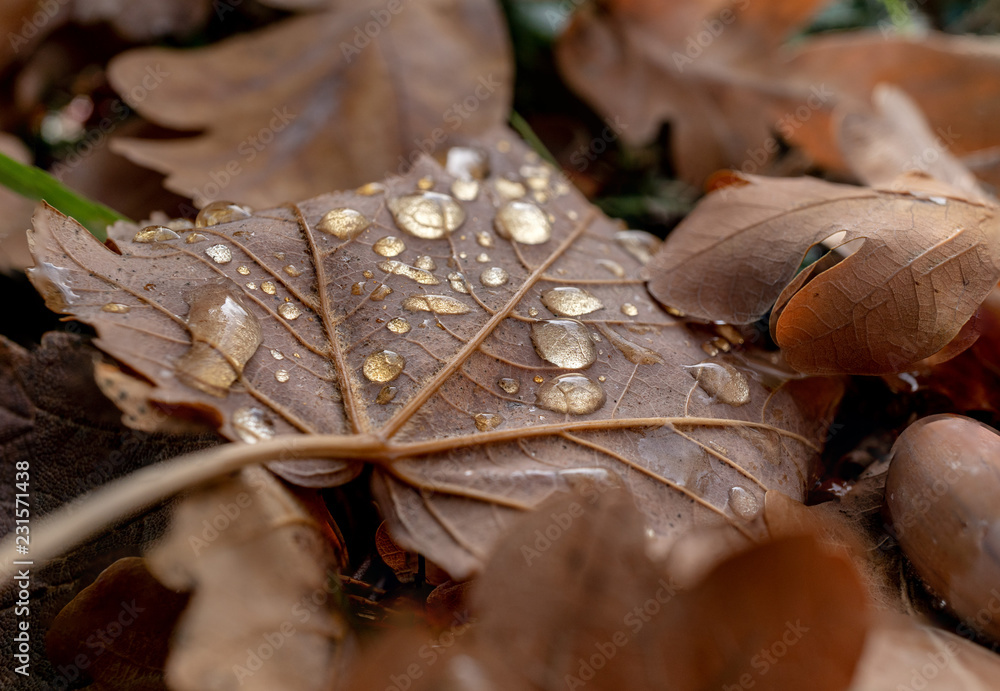 Water drops on a brown leave reflecting the sun Water drops on a brown leave reflecting the sun
