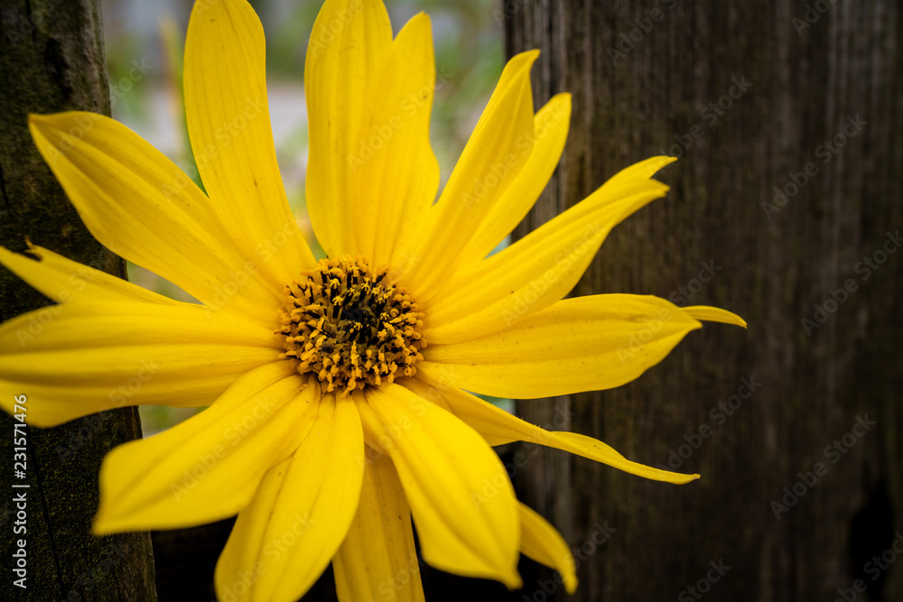 Bright, yellow flower during full bloom with dark wood in the background Bright, yellow flower during full bloom with dark wood in the background