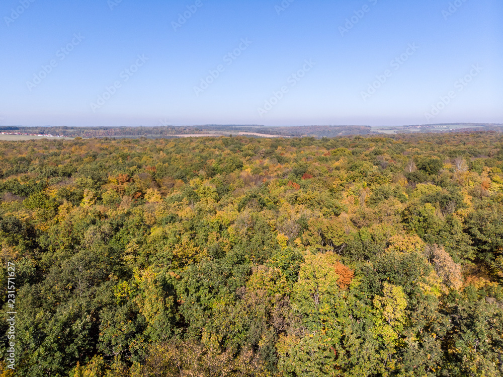 Beautiful green, orange and red autumn forest in Germany from above