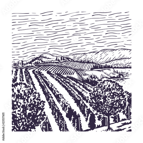 Vineyard line art, with rows of grape vines, with a grape vine in the foreground and a building, clouded sky and mountains.
