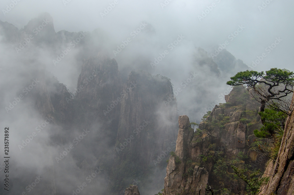 Oddly-shaped pine on a rock wall on a foggy day, Huangshan Mountain in China.
