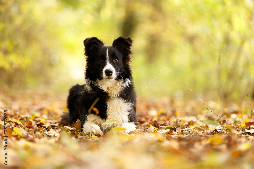 Border Collie im Herbstwald Border Collie im Herbstwald