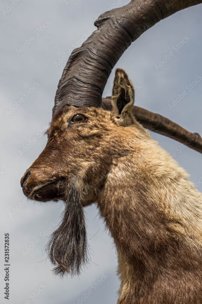 Wild brown mountain goat with huge horns