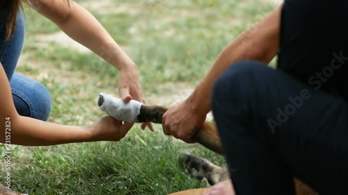 Human wrapping paw of injured dog with gauze bandage