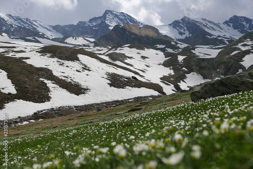 Field of white flowers with snowy mountain at background - Mount Grand Paradis Alps Cogne Aosta Valley Italy