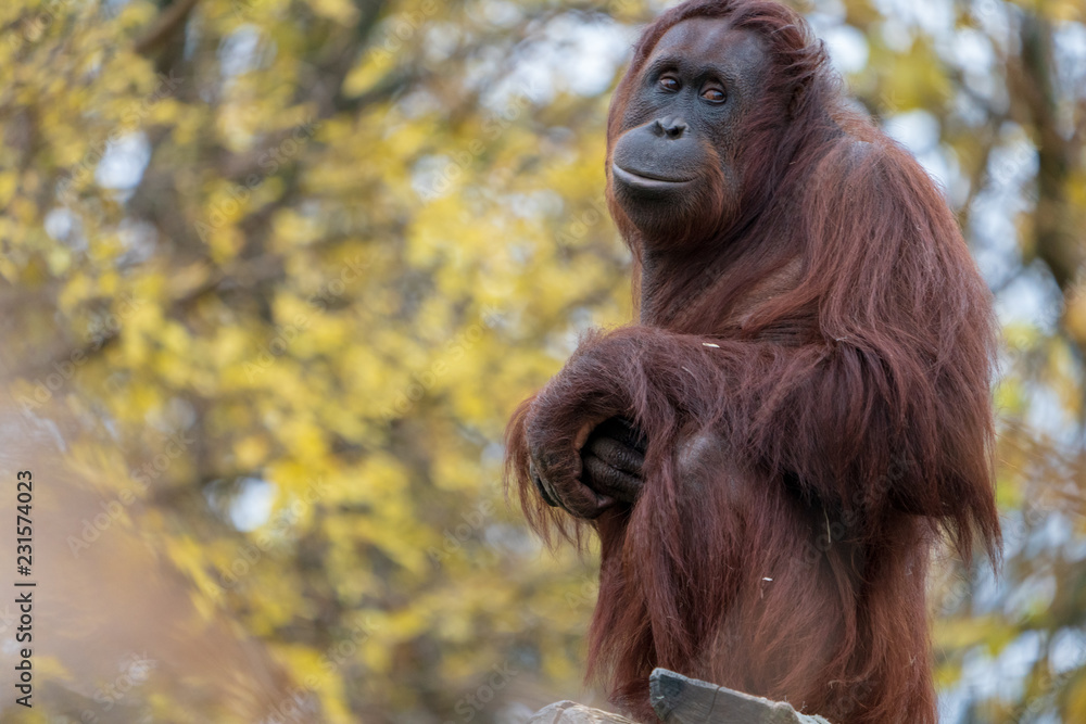 Obraz premium Orang Utan
