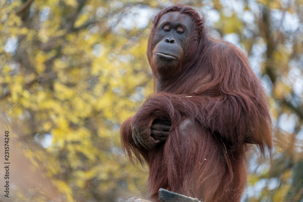 Obraz premium Orang Utan