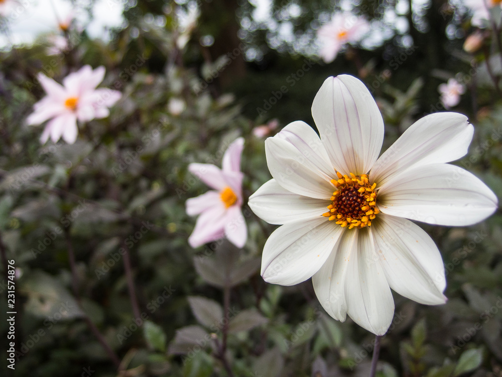 Weiße Blüten Weiße Blüten