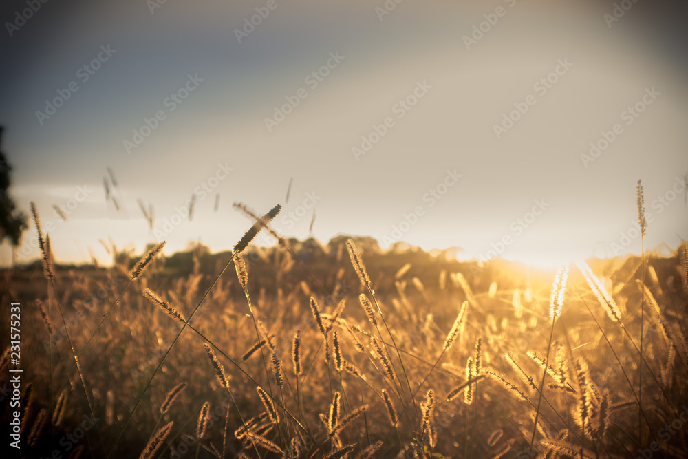 Obraz premium sunset over wheat field