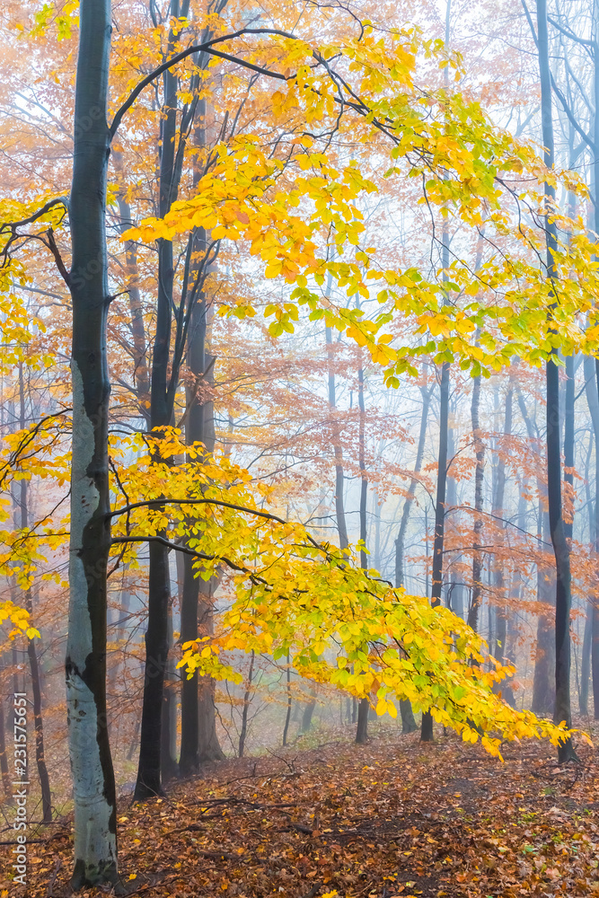 Fototapeta premium Mysterious foggy autumn forest with yellow leaves and dark atmosfere, Czech Republic, Europe
