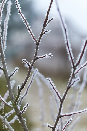 Winter tree branch closeup © Gudellaphoto