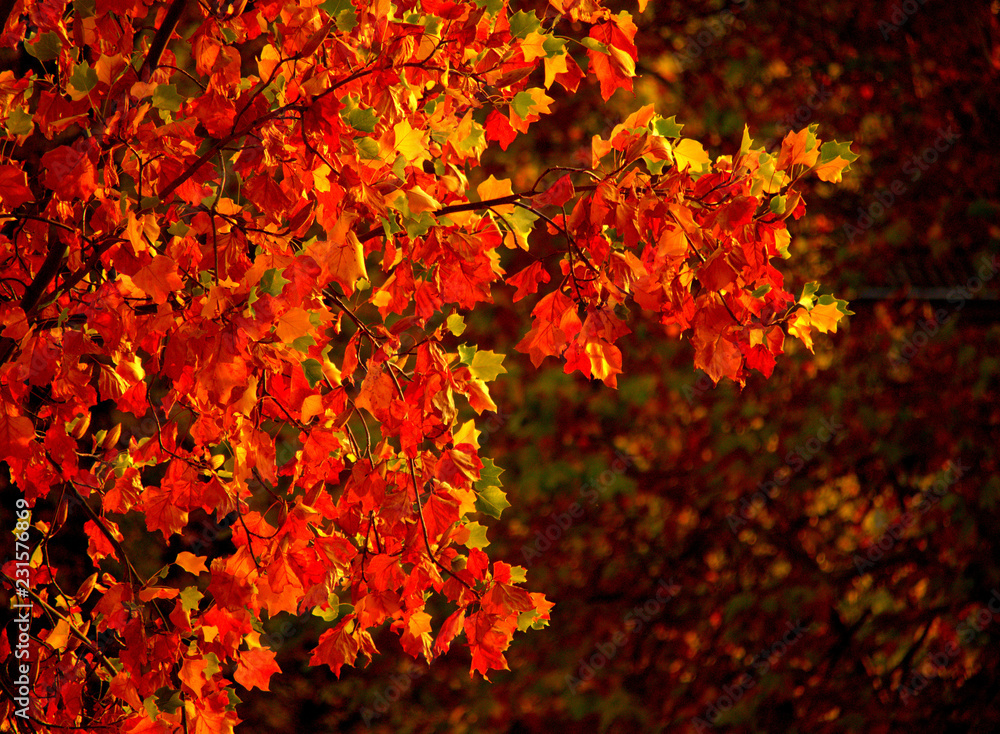 A branch of a tulip tree with colorful leaves A branch of a tulip tree with colorful leaves